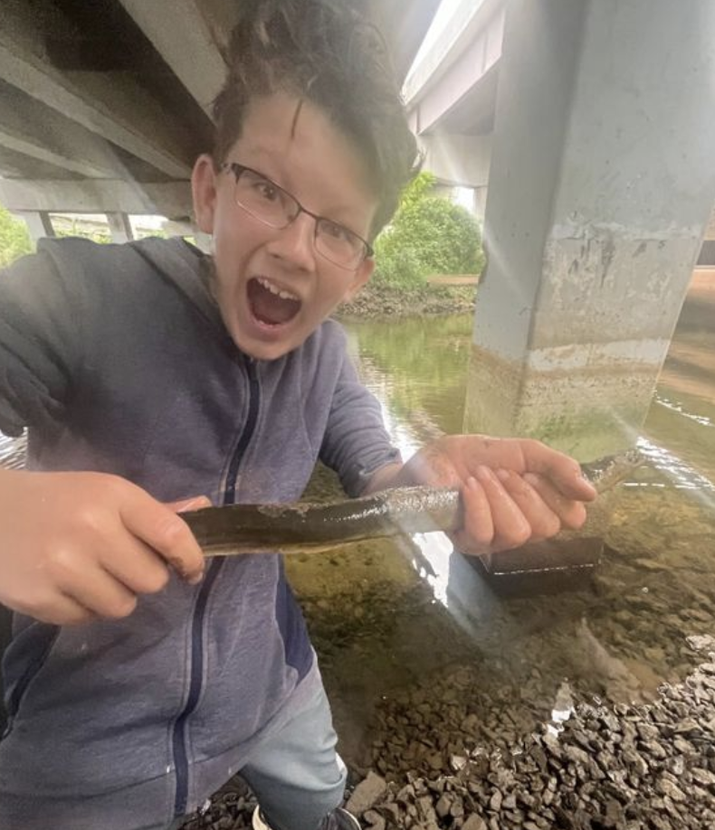 american eel