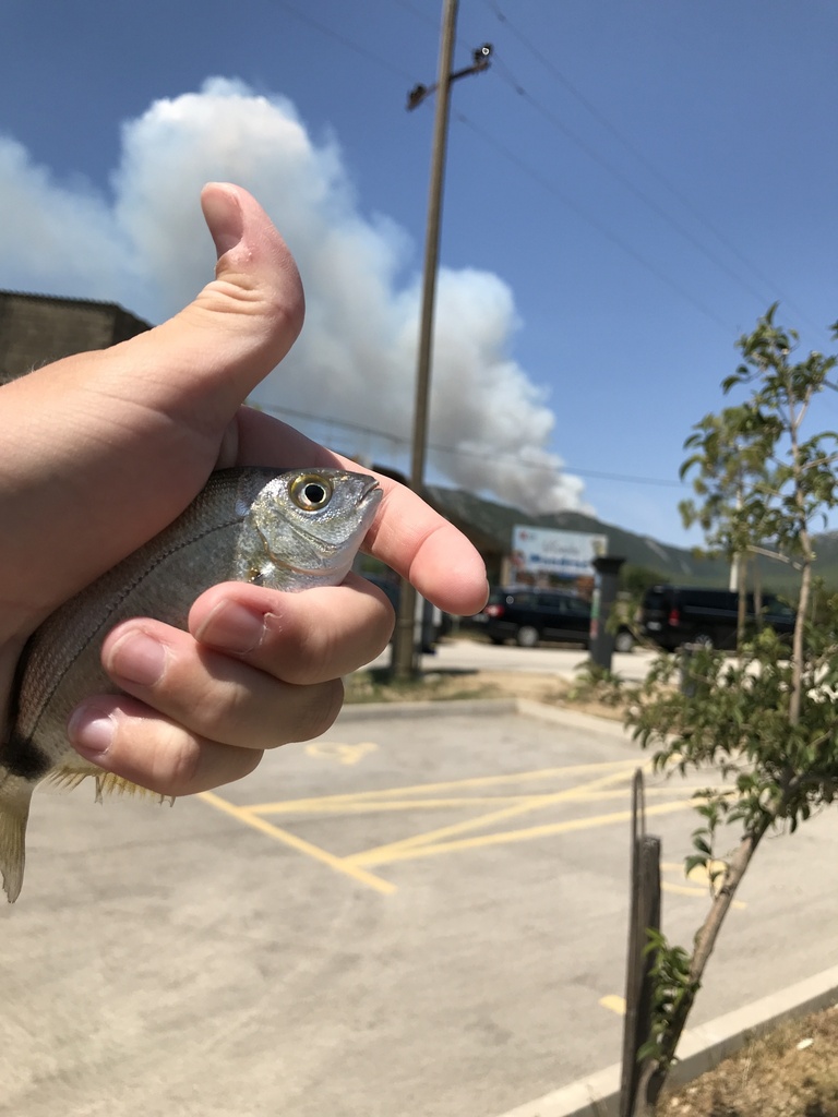 annular seabream