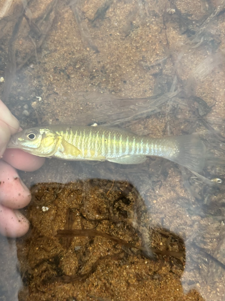 banded killifish