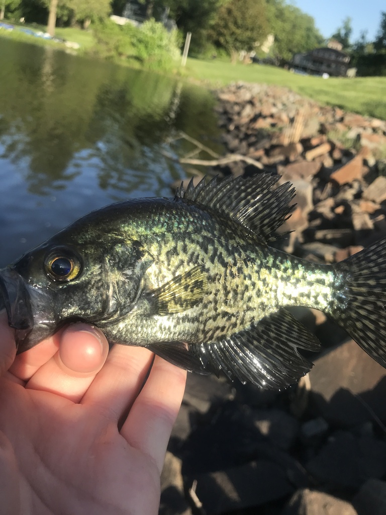 black crappie
