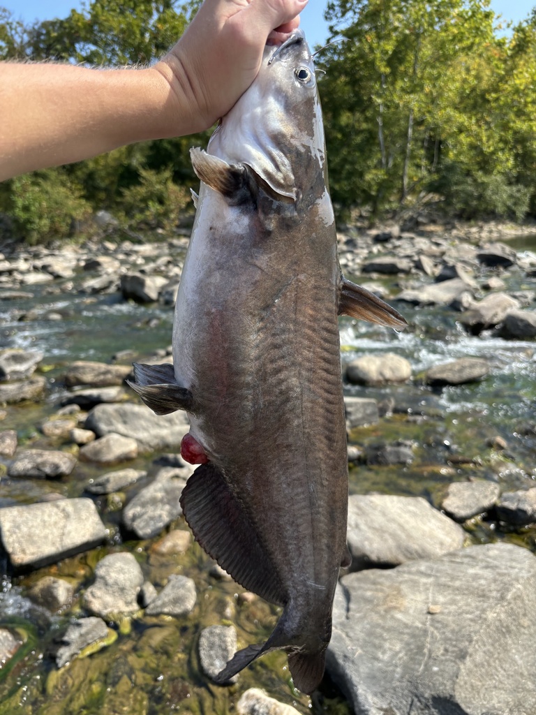 blue catfish