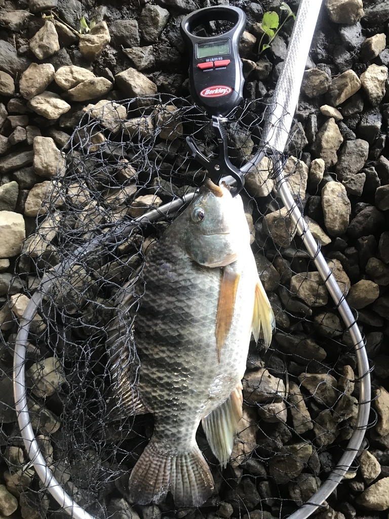 blue tilapia