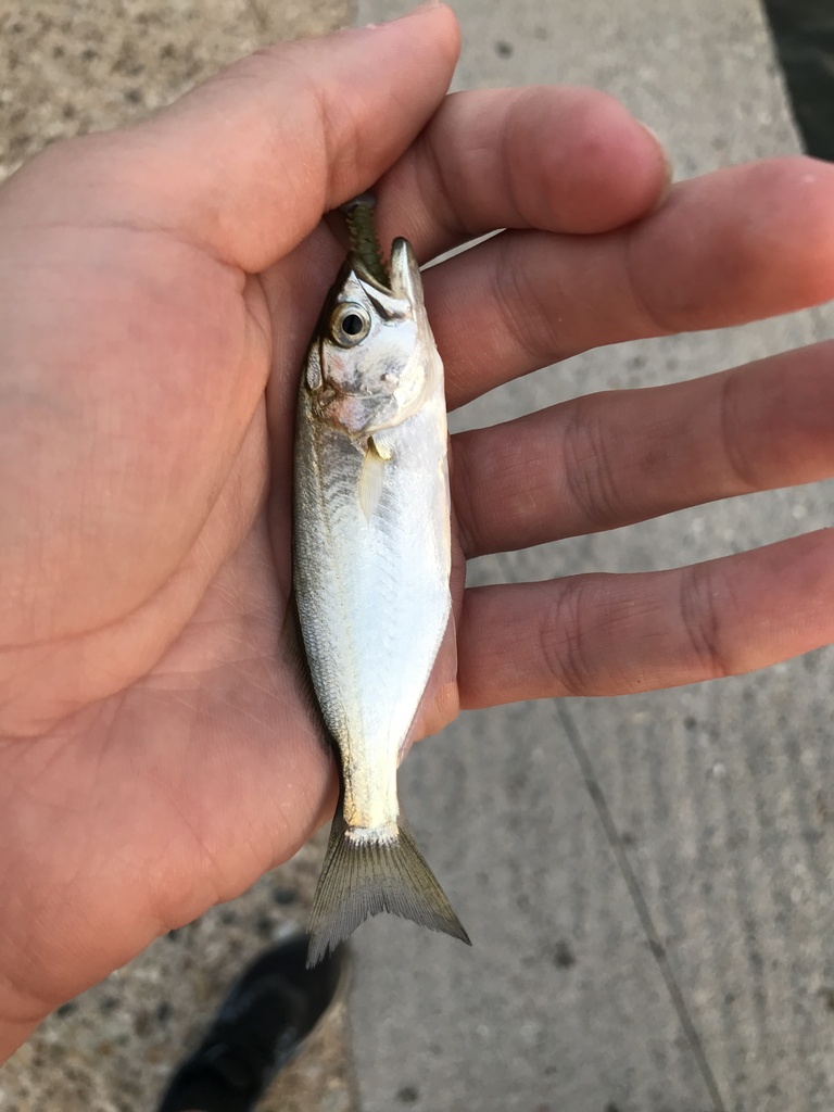 bluefish