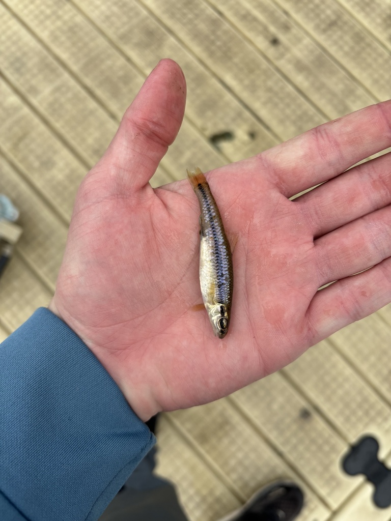 bluntnose minnow