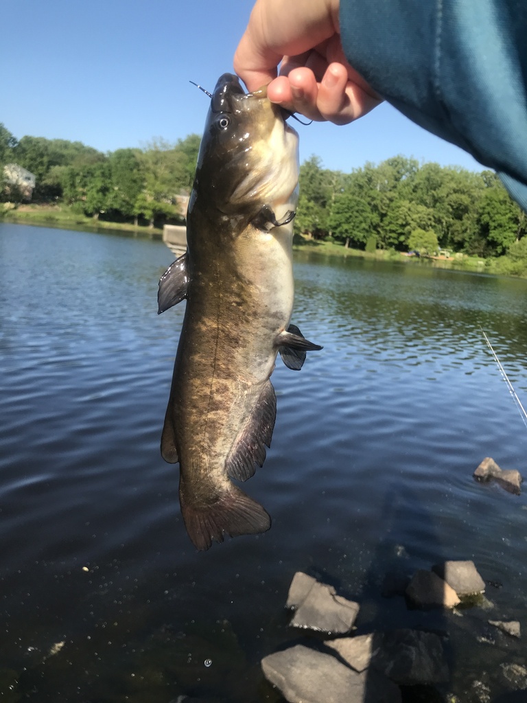brown bullhead