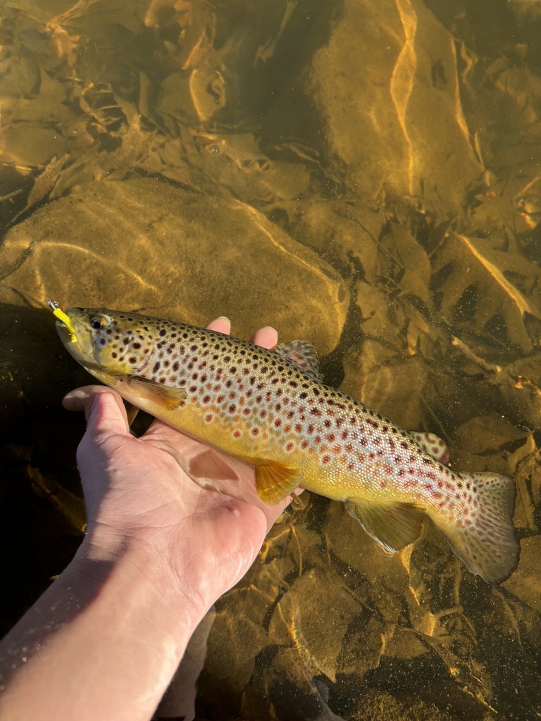 brown trout