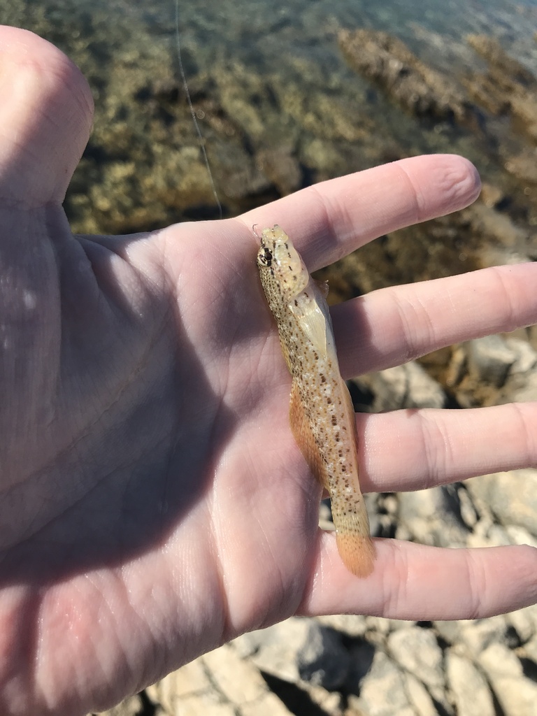 bucchichs goby