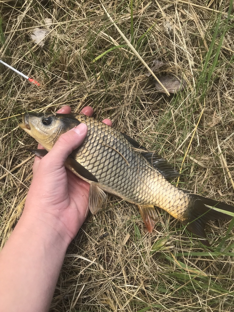 carp