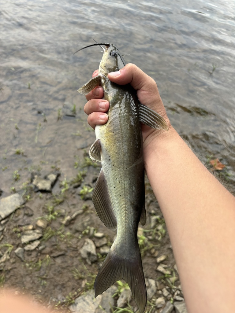 channel catfish