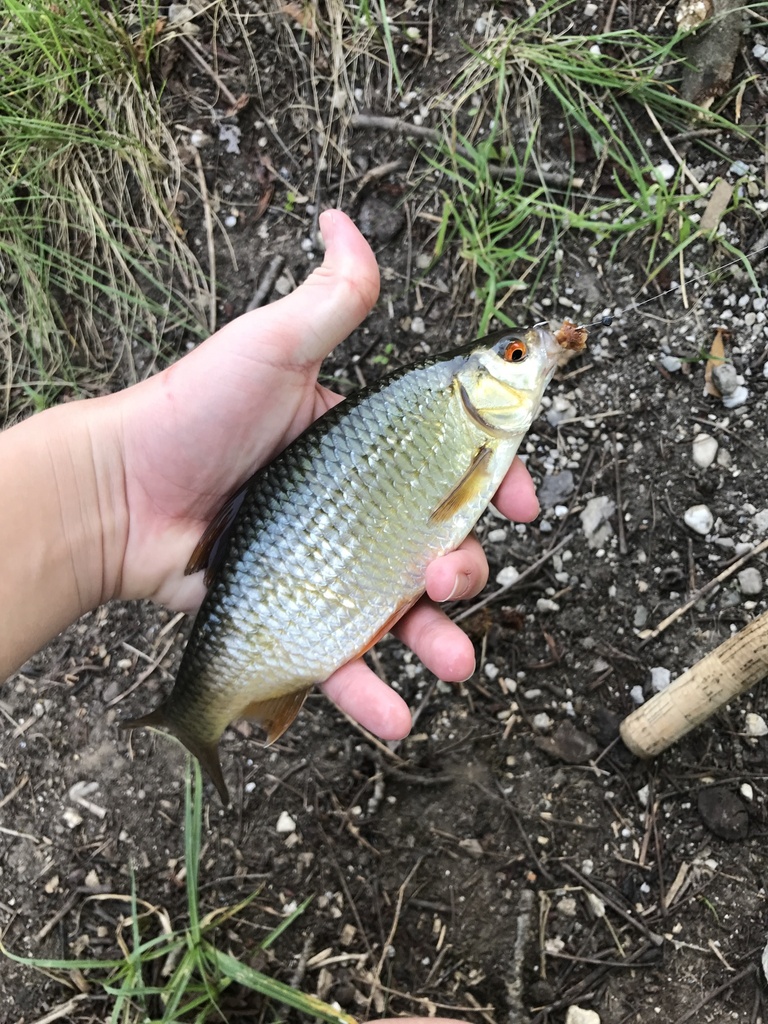 common roach