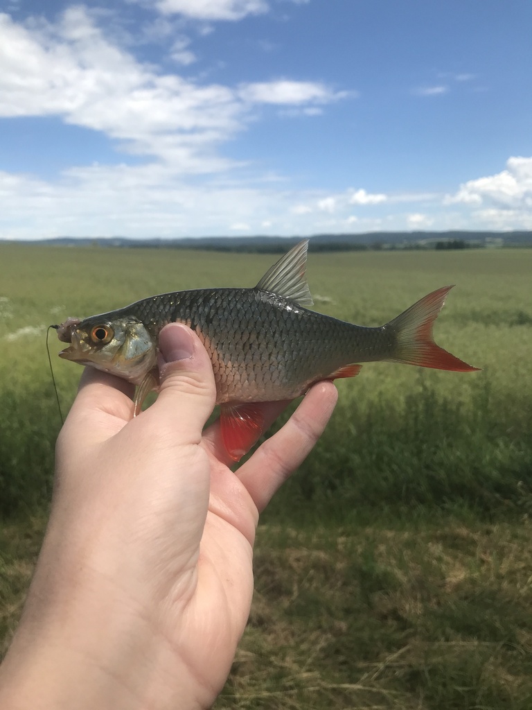 common rudd