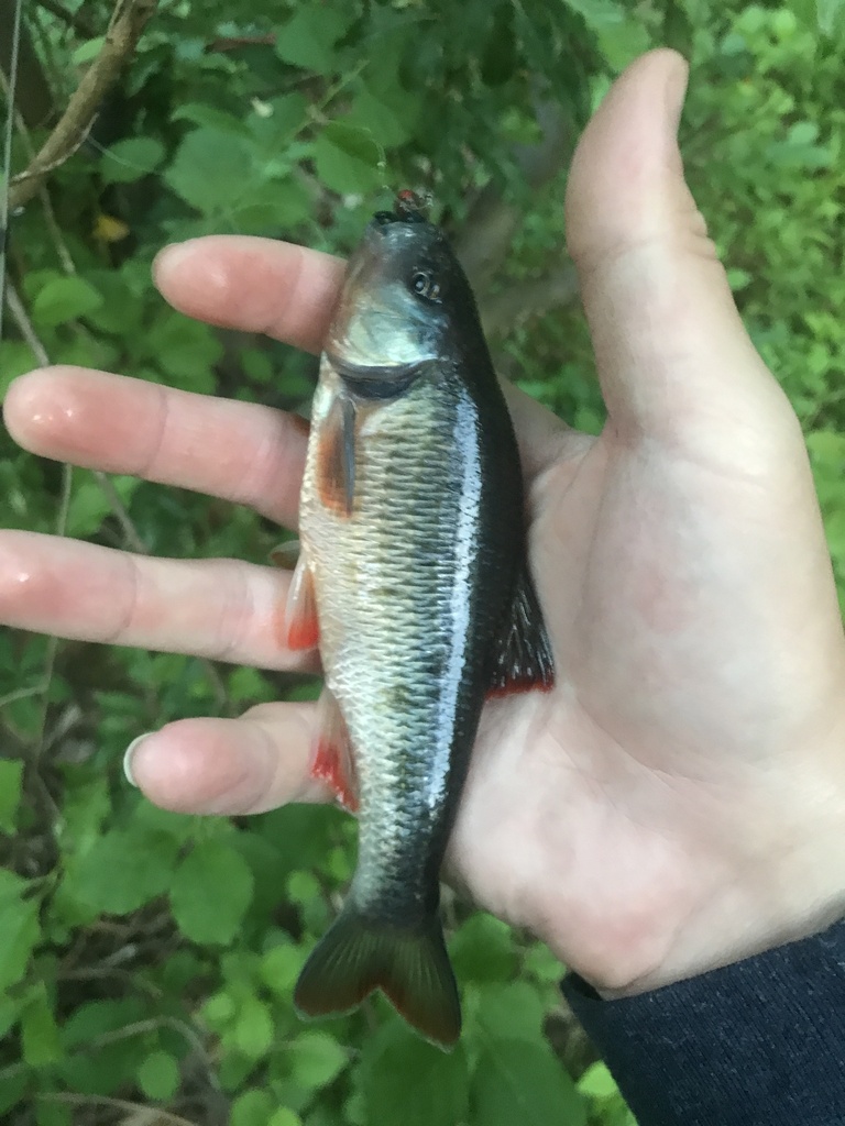 common shiner