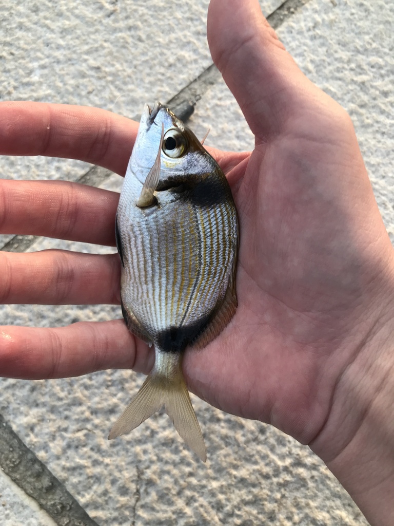 common two banded seabream