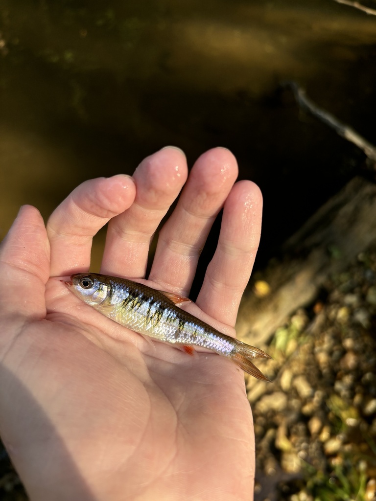 crescent shiner