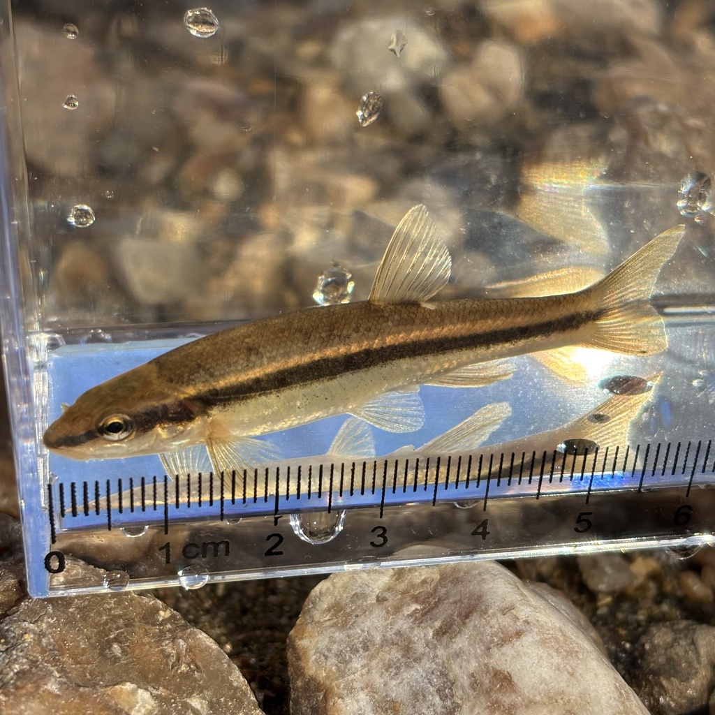eastern blacknose dace