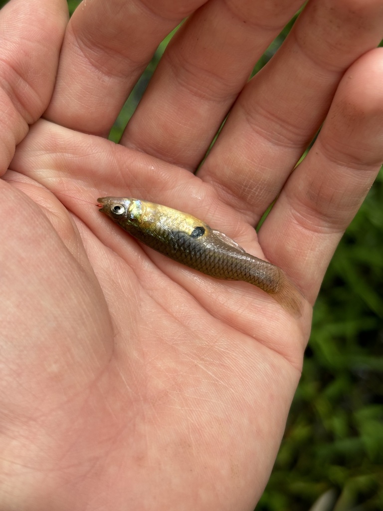 eastern mosquitofish