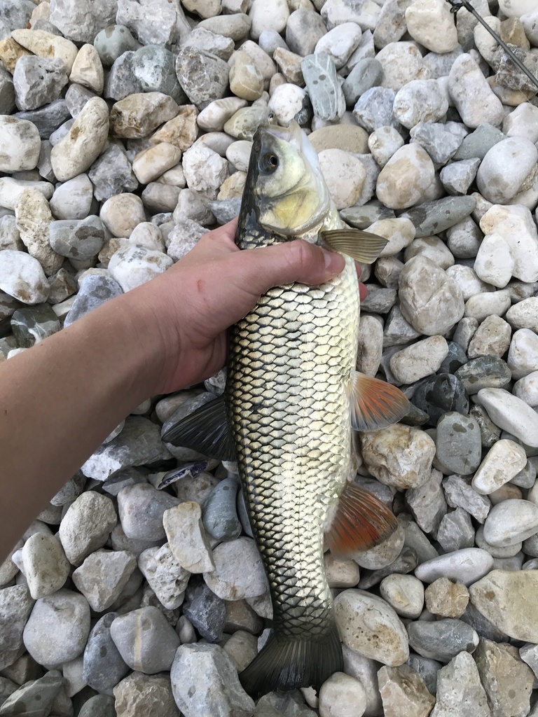 european chub