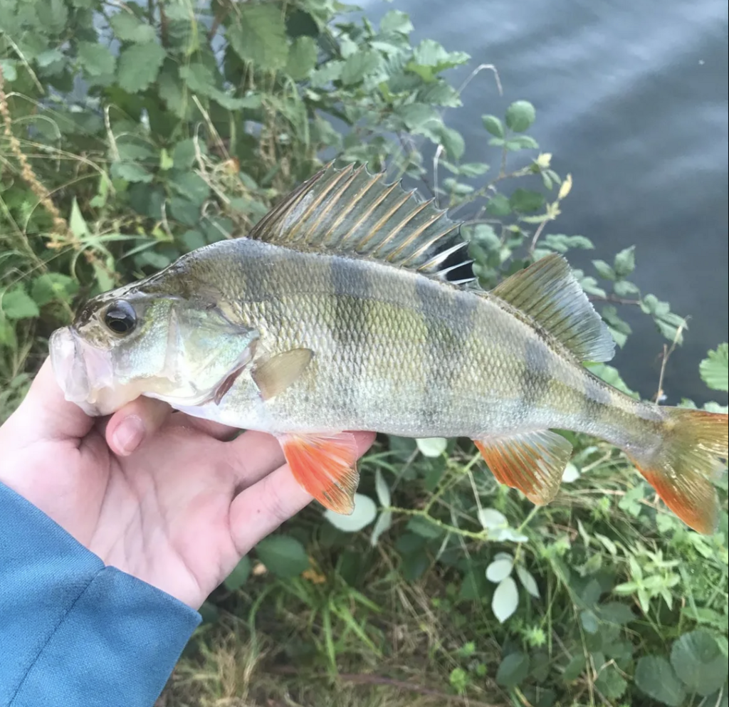 european perch