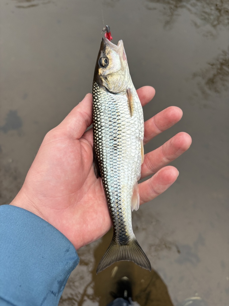 fallfish