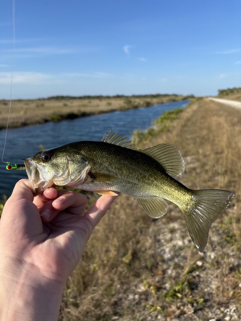 florida bass