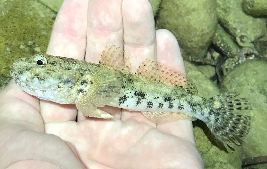 giant goby
