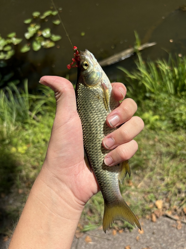 golden shiner