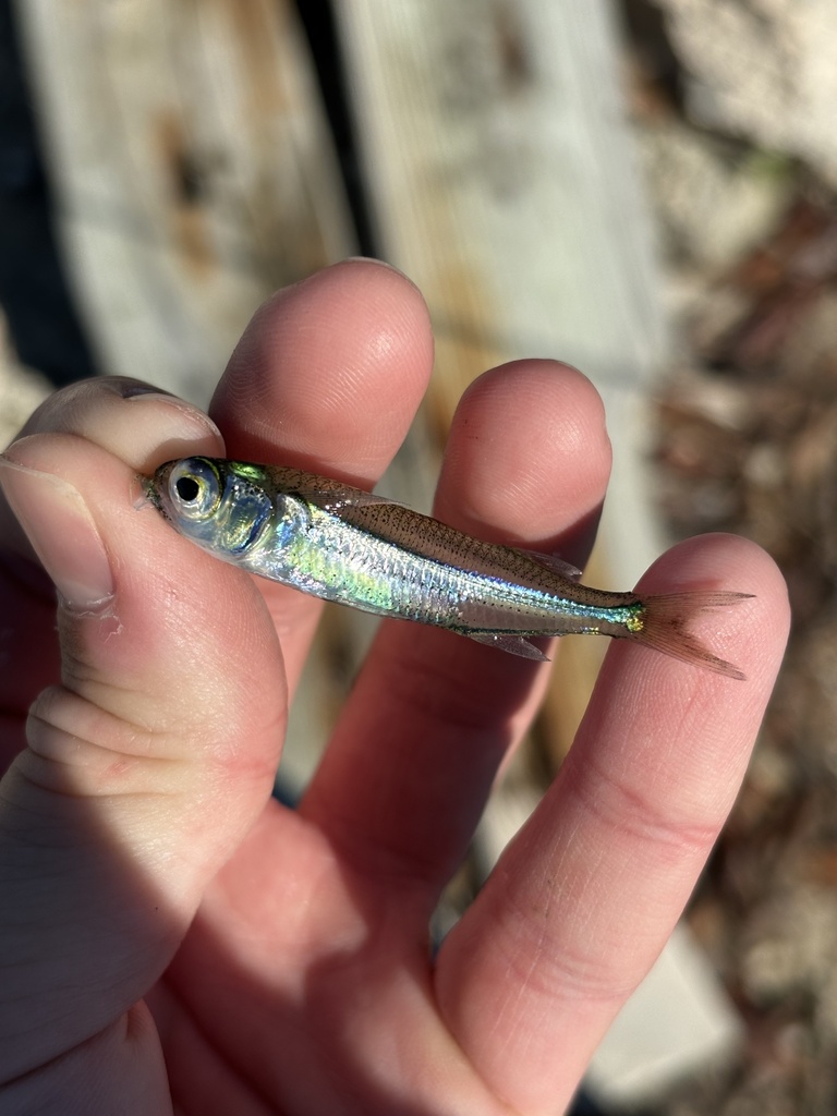 hardhead silverside