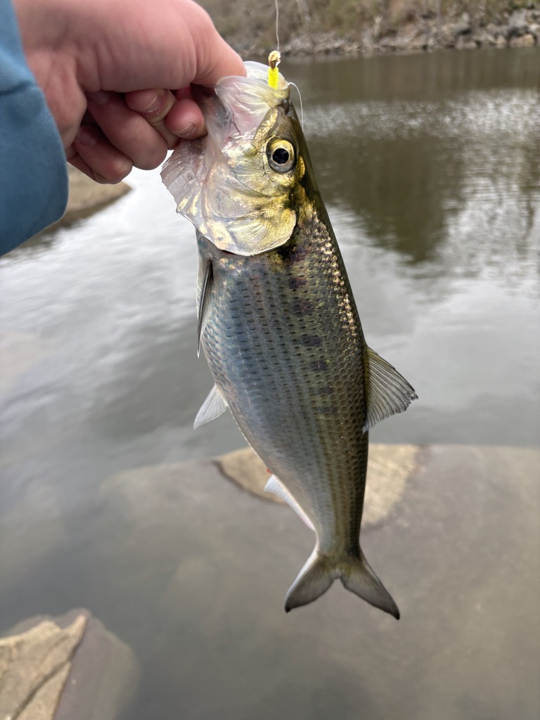 hickory shad