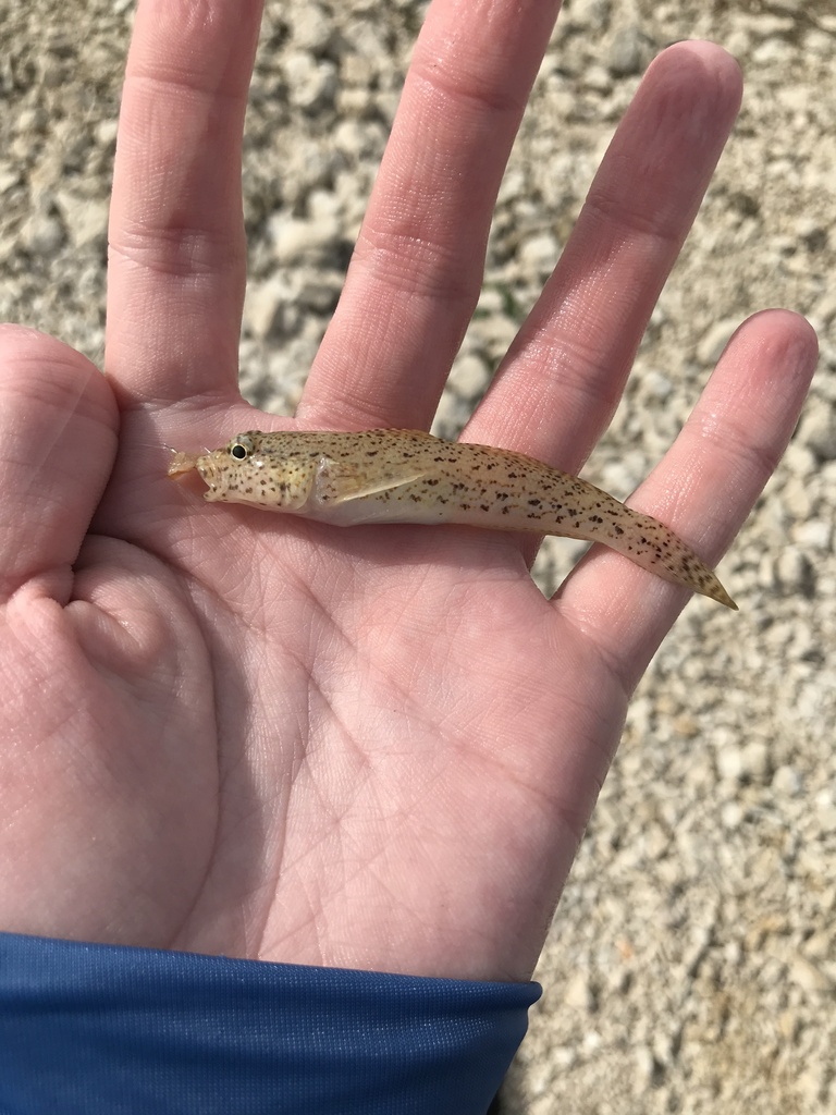incognito goby