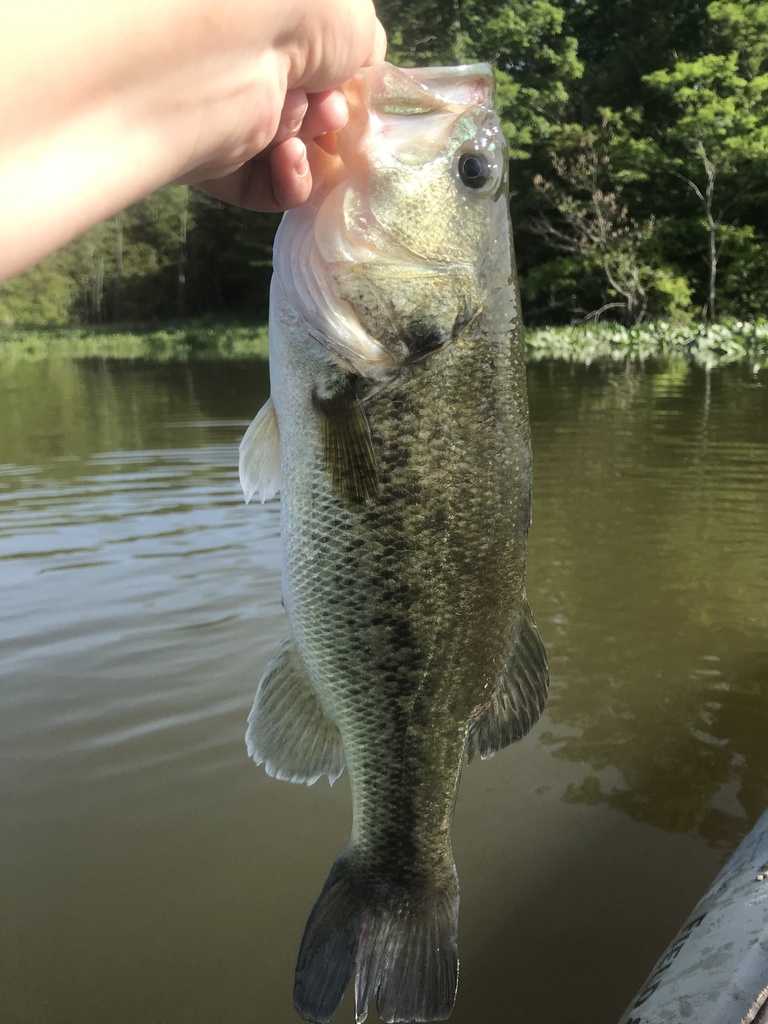largemouth bass