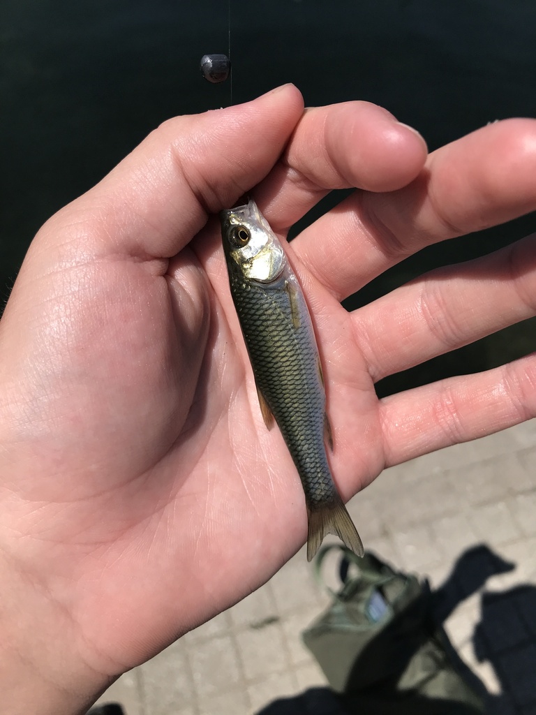 little drim river chub