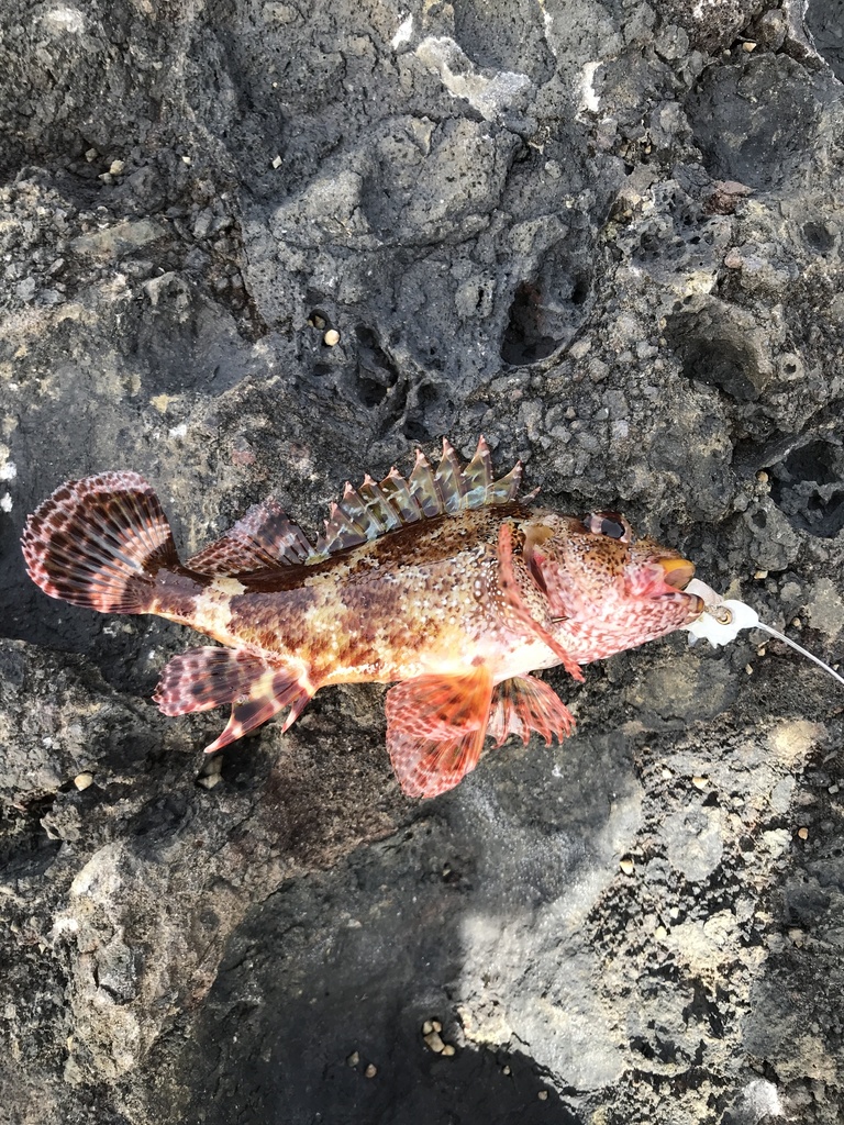 madeira scorpionfish