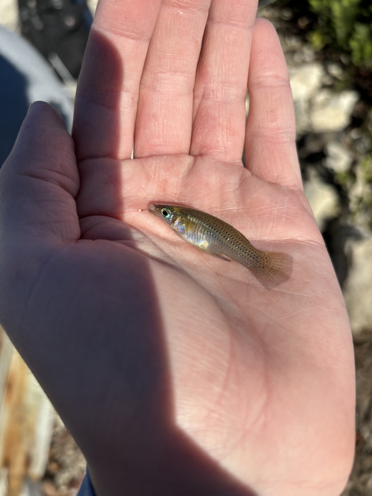 mangrove gambusia