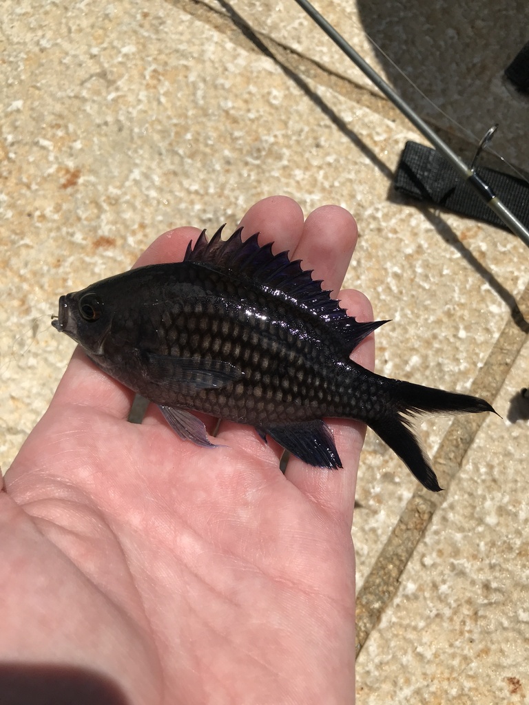 mediterranean damsel