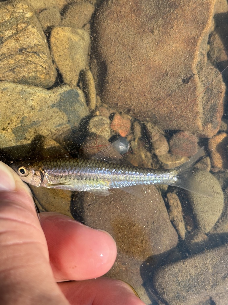 mimic shiner