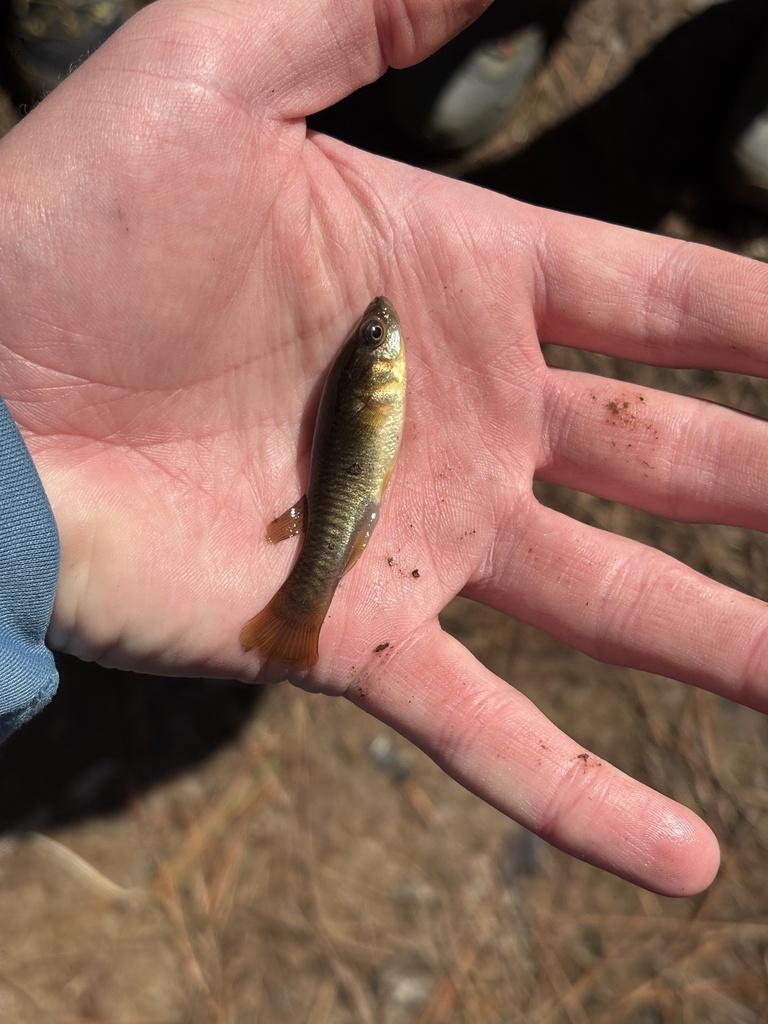 mummichog