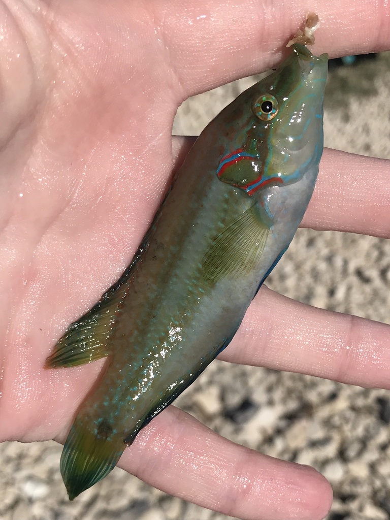 ocellated wrasse