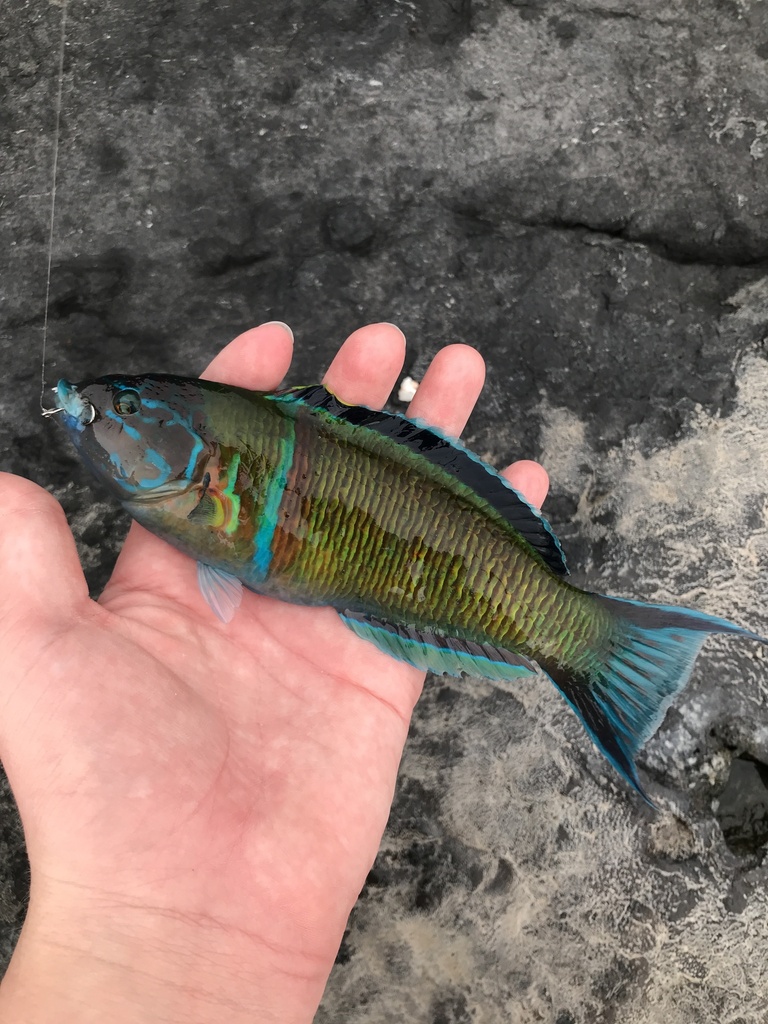 ornate wrasse