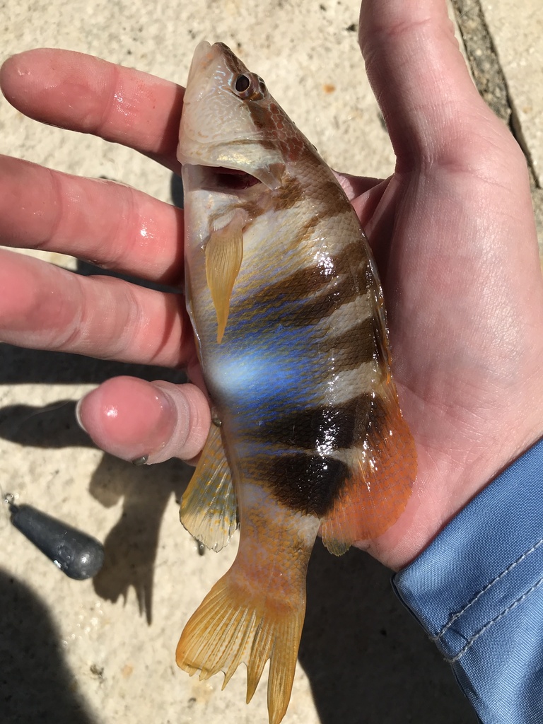 painted comber