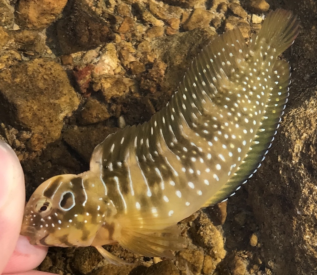 peacock blenny