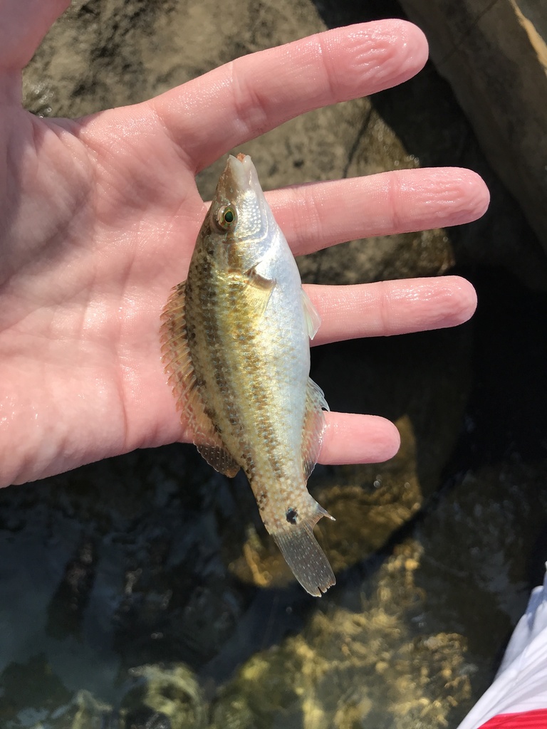 peacock wrasse
