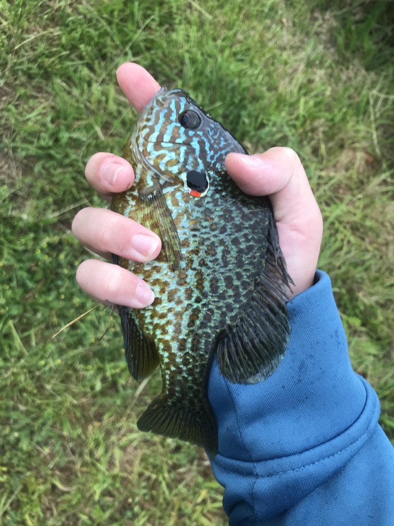 pumpkinseed