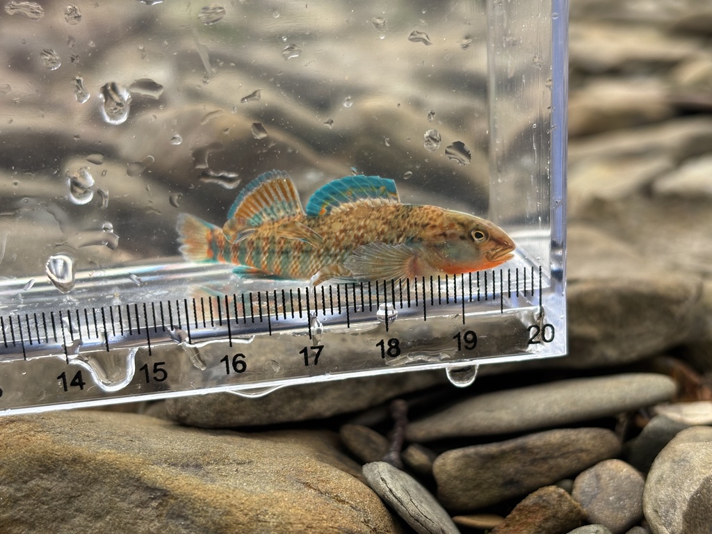 rainbow darter