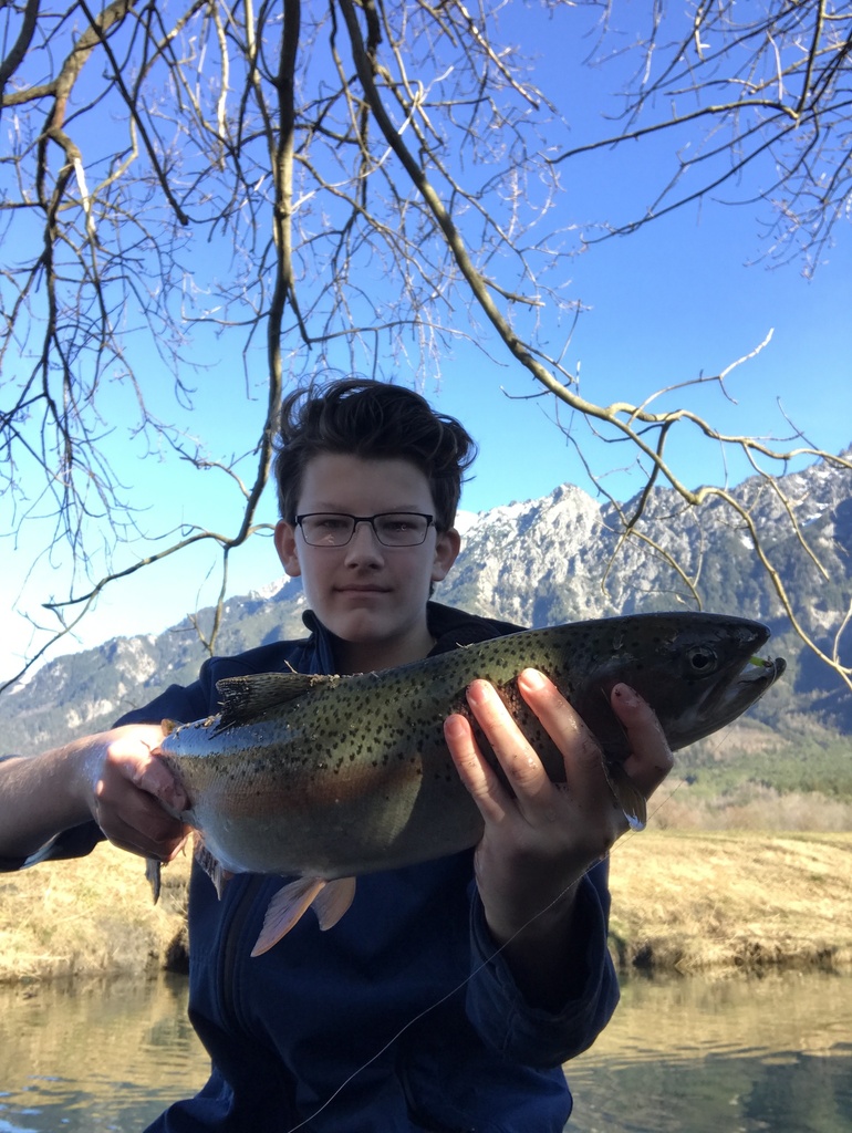 rainbow trout