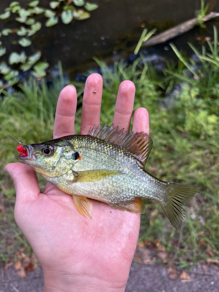redear sunfish