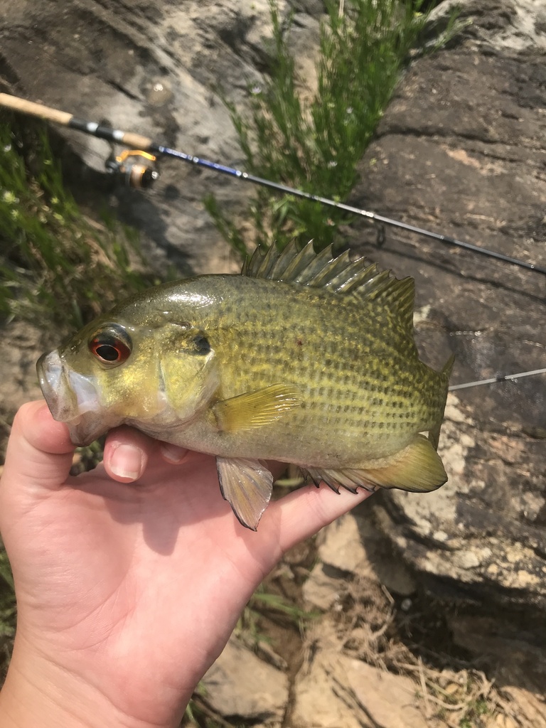 rock bass