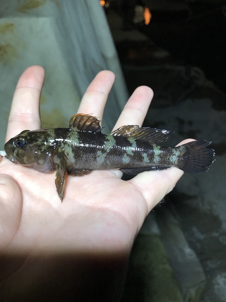 rock goby