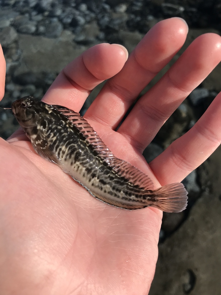 rock pool blenny