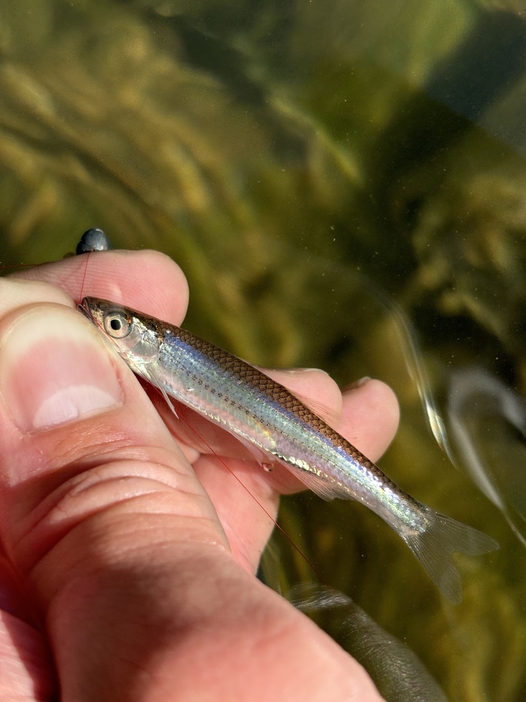 rosyface shiner
