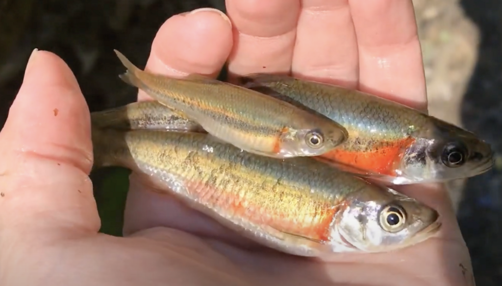 rosyside dace